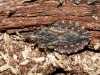 Aradus sp.