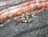 Aradus sp.