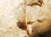 Cryptostemma sp.