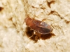 Cryptostemma sp.