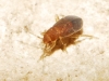 Cryptostemma sp.