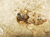 Leptopus marmoratus Leptopus marmoratus