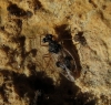 Patapius spinosus
