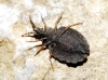 Quilnus subsimilis