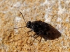 Saldula sp.