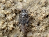 Saldula sp.