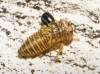 Acericerus sp.