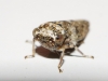Acericerus vittifrons