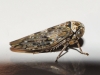 Acericerus vittifrons