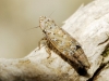 Adarrus sp.