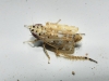 Adarrus sp.