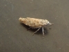 Adarrus sp.
