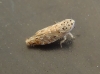 Adarrus sp.