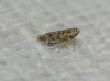 Adarrus sp.