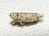 Adarrus sp.