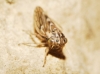 Agallia consobrina