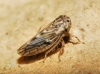 Agallia consobrina