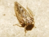 Agallia consobrina