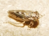 Agallia consobrina