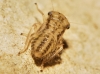 Agallia consobrina