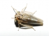 Agallia consobrina