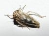 Agallia consobrina