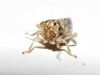 Agallia consobrina
