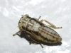 Agallia consobrina