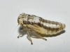 Agallia consobrina