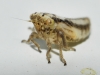 Agallia consobrina