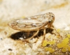 Agallia consobrina