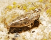 Agallia consobrina