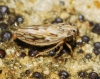 Agallia consobrina