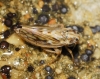 Agallia consobrina