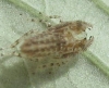 Agallinae