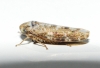 Allygus cf. mixtus