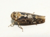 Allygus maculatus