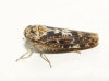 Allygus maculatus