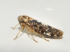 Allygus maculatus