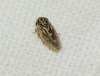 Anaceratagallia ribauti/ venosa