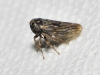 Anaceratagallia ribauti/ venosa