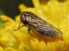 Anaceratagallia sp.
