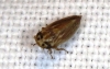 Anaceratagallia sp.