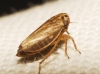 Anaceratagallia sp.