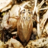 Anaceratagallia sp.