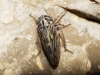 Anaceratagallia sp.