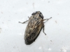 Anaceratagallia sp.