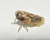 Anaceratagallia sp.