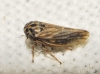 Anaceratagallia sp.