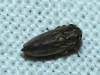 Anaceratagallia sp.